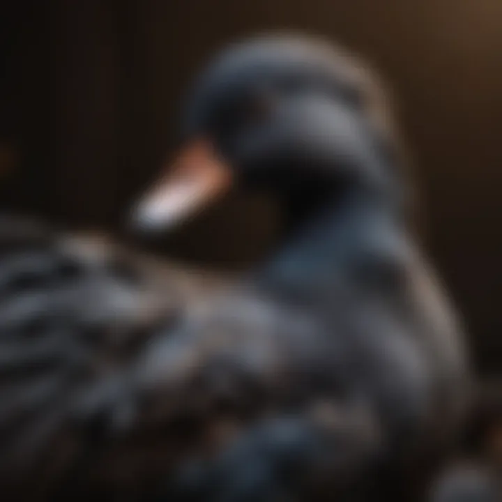 Black duck displaying intricate feather patterns