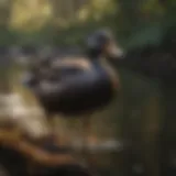 Majestic black duck in natural habitat